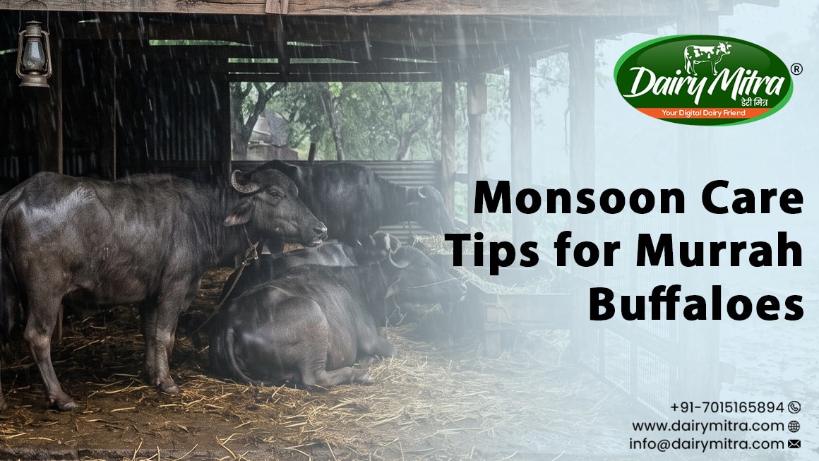 Monsoon Care Tips for Murrah Buffaloes